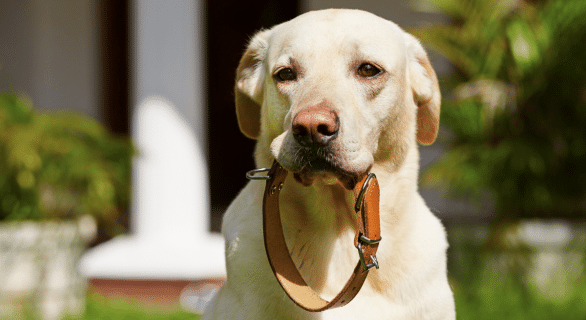 collier-chien