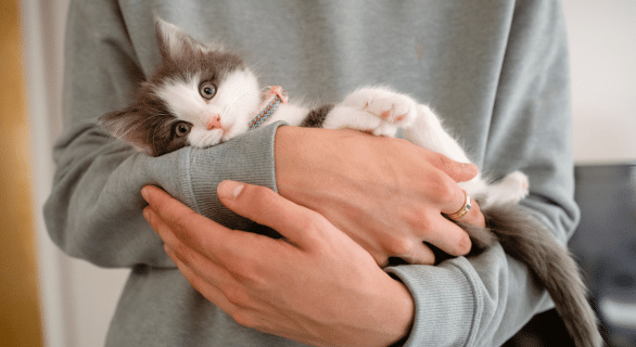 grossesse-chat