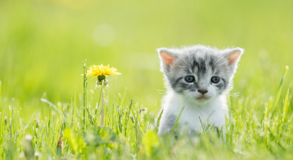 chat-chaleur