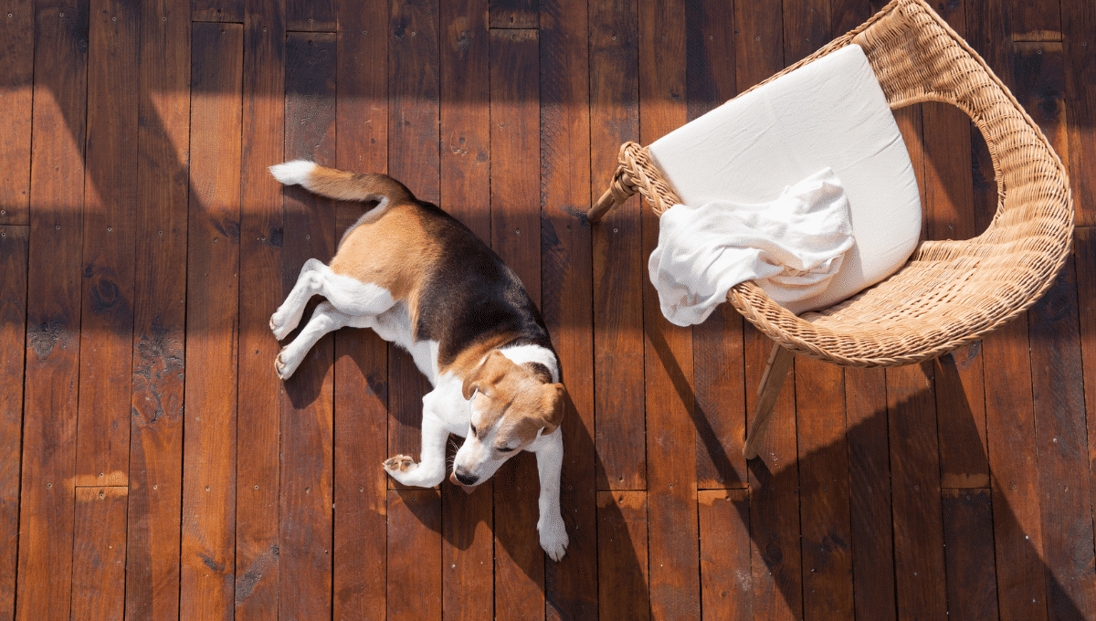 chien-chez-des-amis