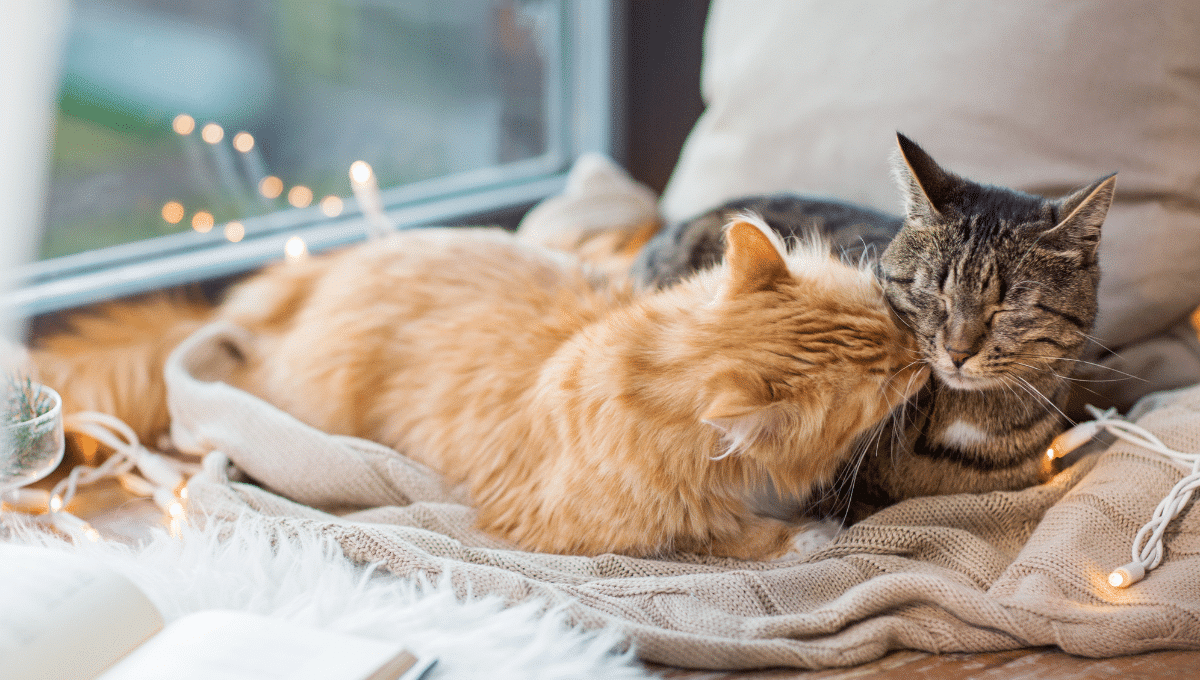 qui-veut-etre-mon-associé