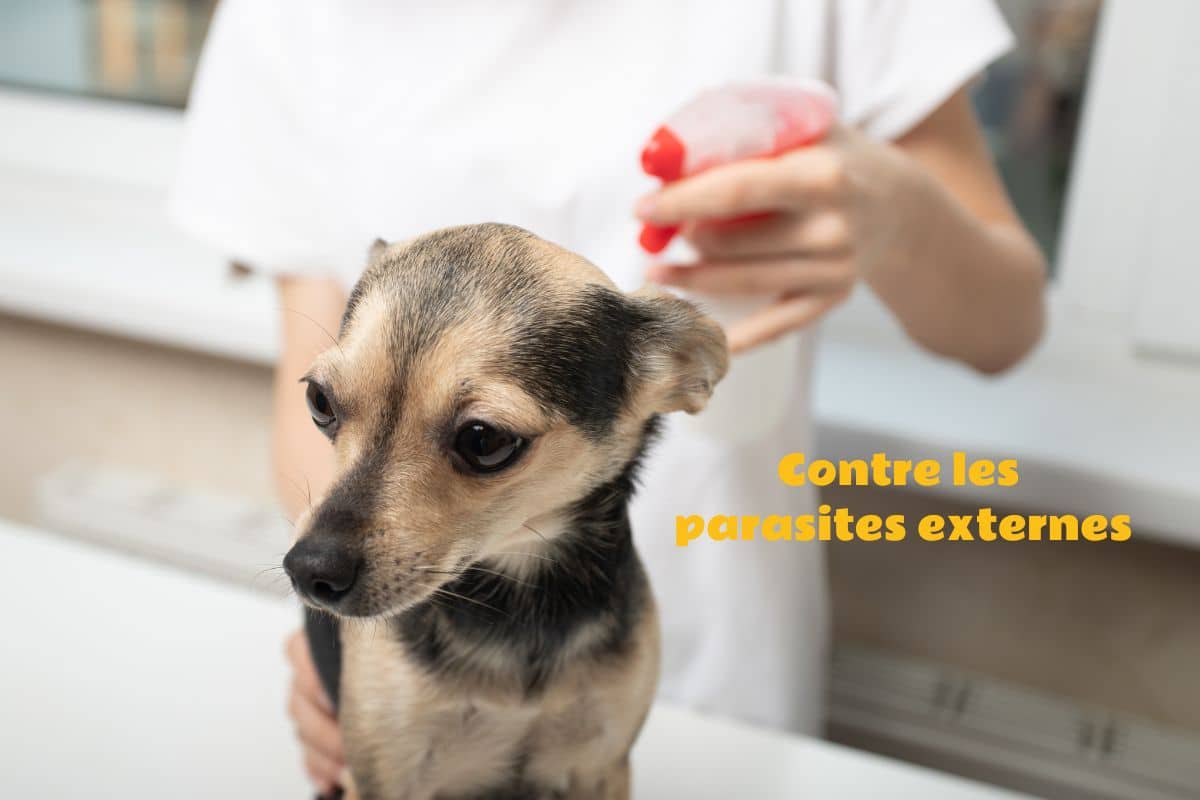 spray contre les parasites externes pour les chiens et chats