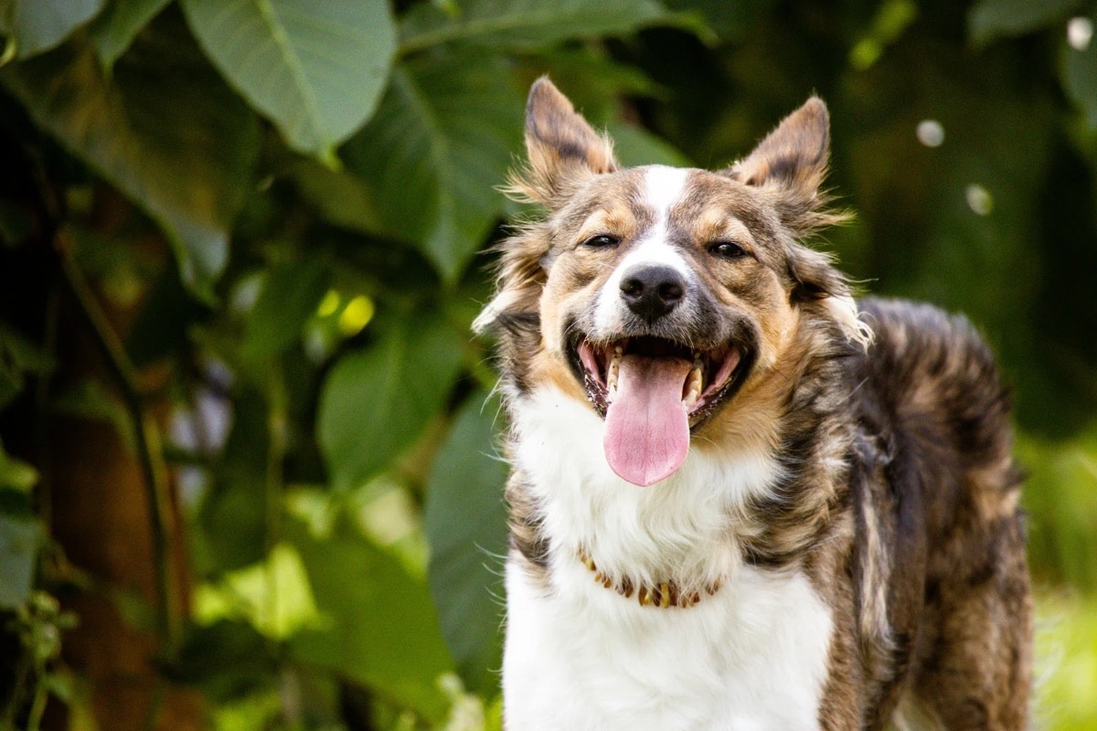 Mon chien respire vite