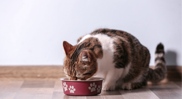 Insuffisance rénale chat alimentation guide complet