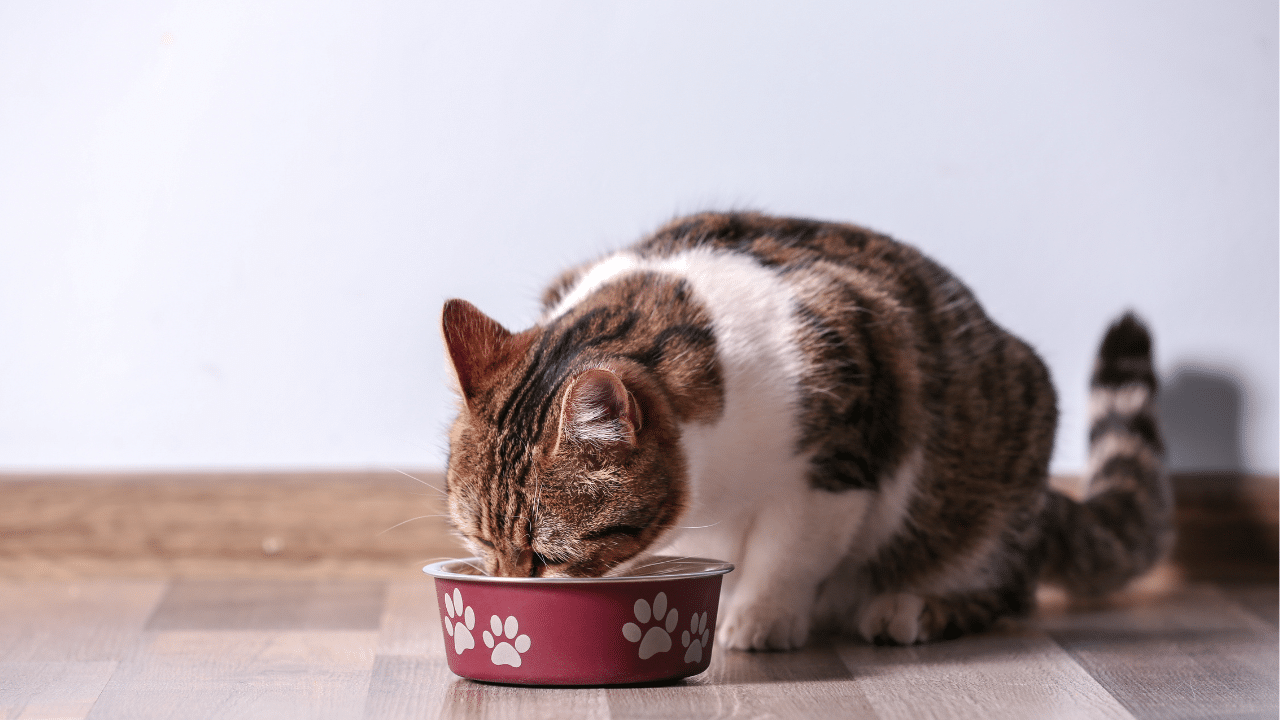 Insuffisance rénale chat alimentation guide complet
