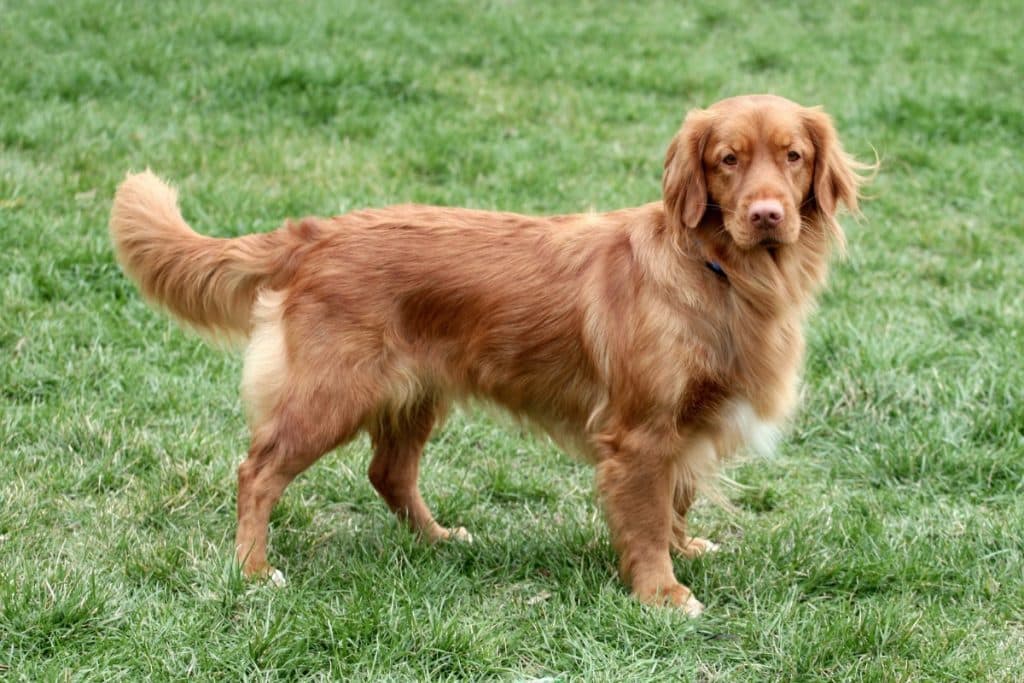 Le Retriever de Nouvelle Écosse