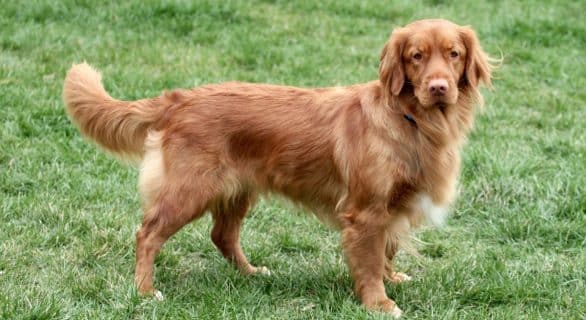 Le Retriever de Nouvelle Écosse