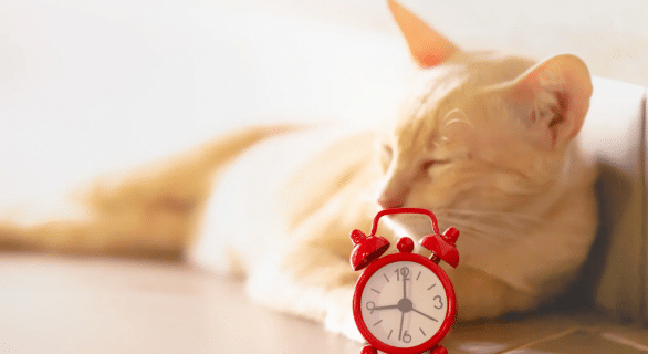 Les chats ont-ils la notion du temps?