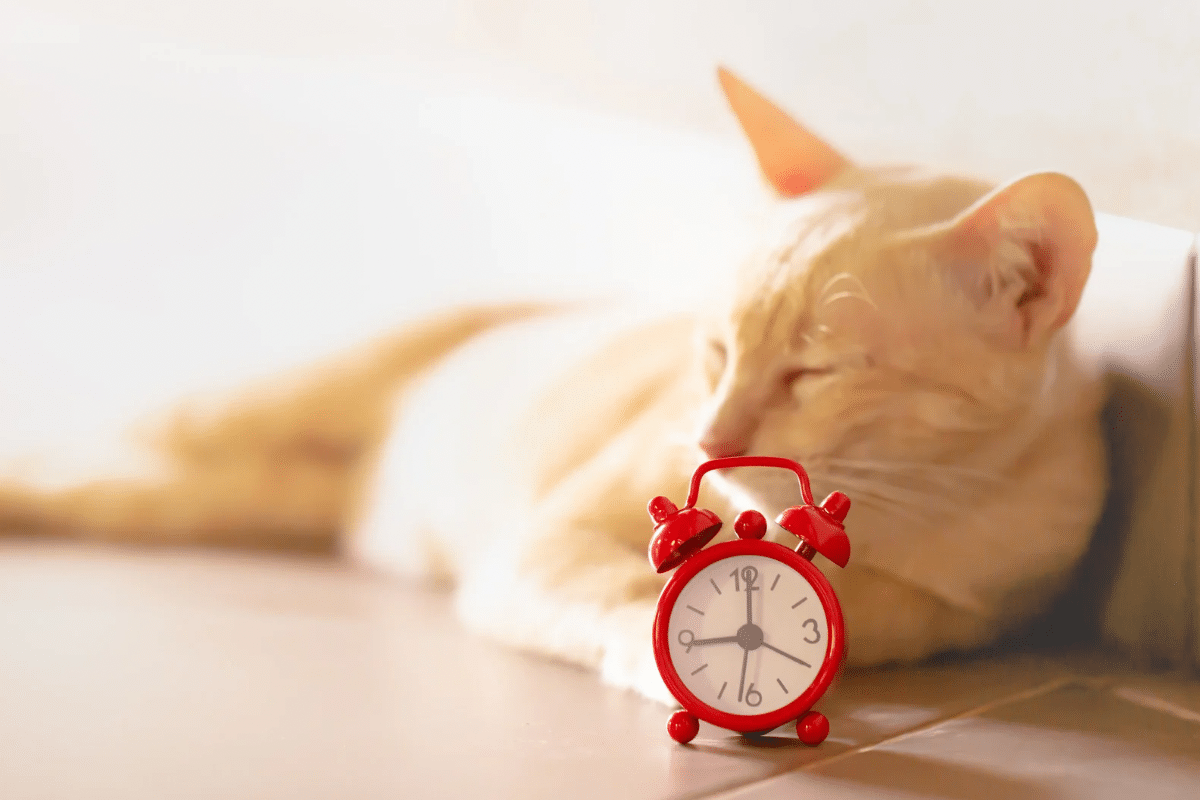 Les chats ont-ils la notion du temps?
