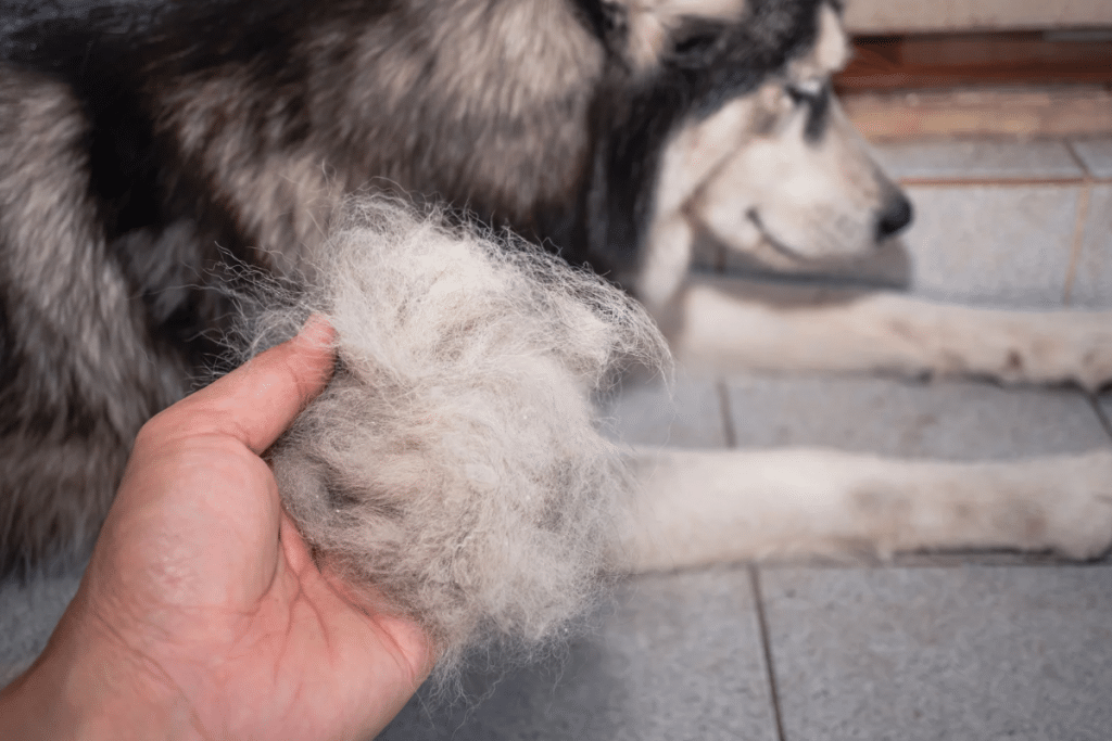 La perte du poils chez le chien