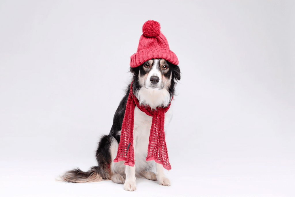 Le rhume chez le chien