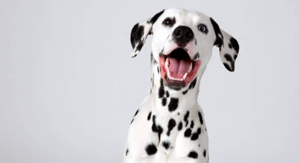 Le Dalmatien