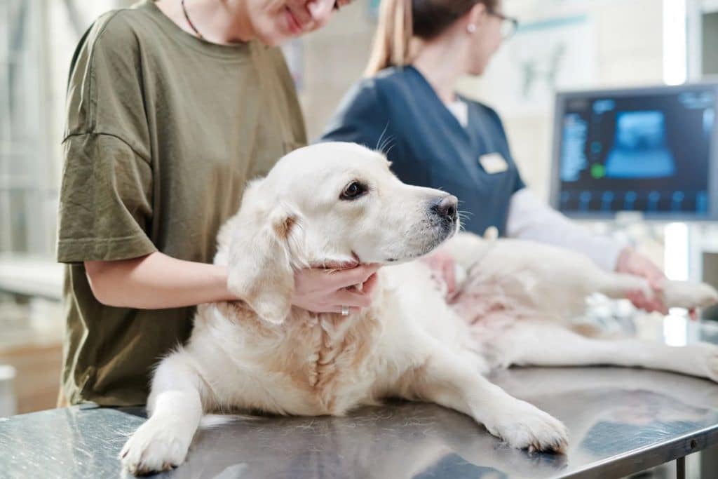 La pancréatite chez le chien