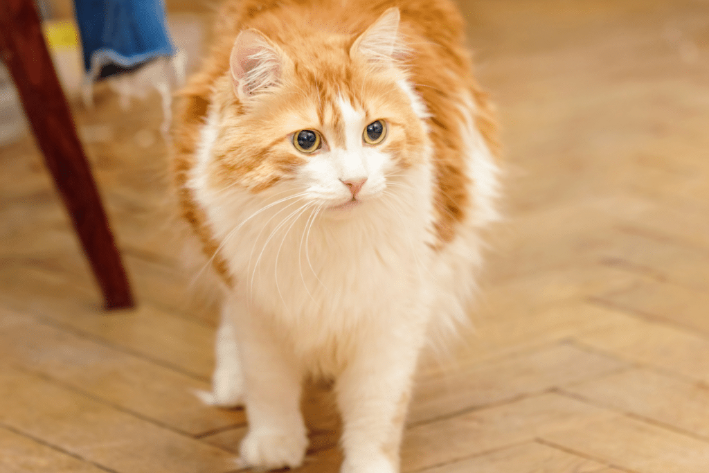 L'hypertension chez le chat