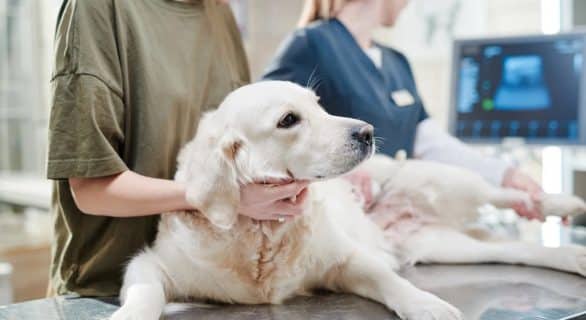 La pancréatite chez le chien