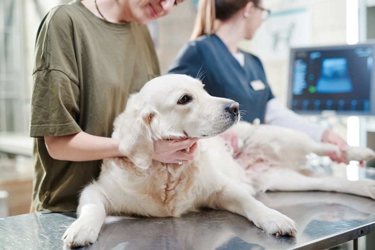 La pancréatite chez le chien