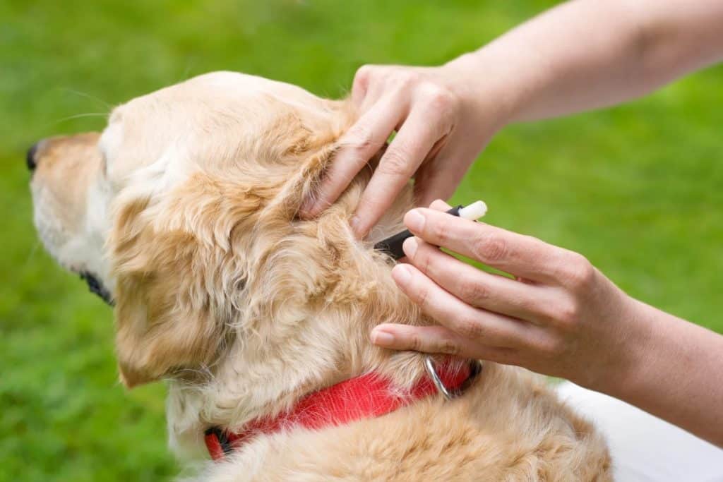 Comment correctement retirer une tique sur un chien?