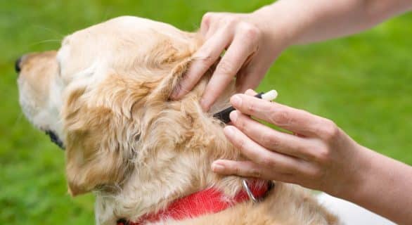 Comment correctement retirer une tique sur un chien?