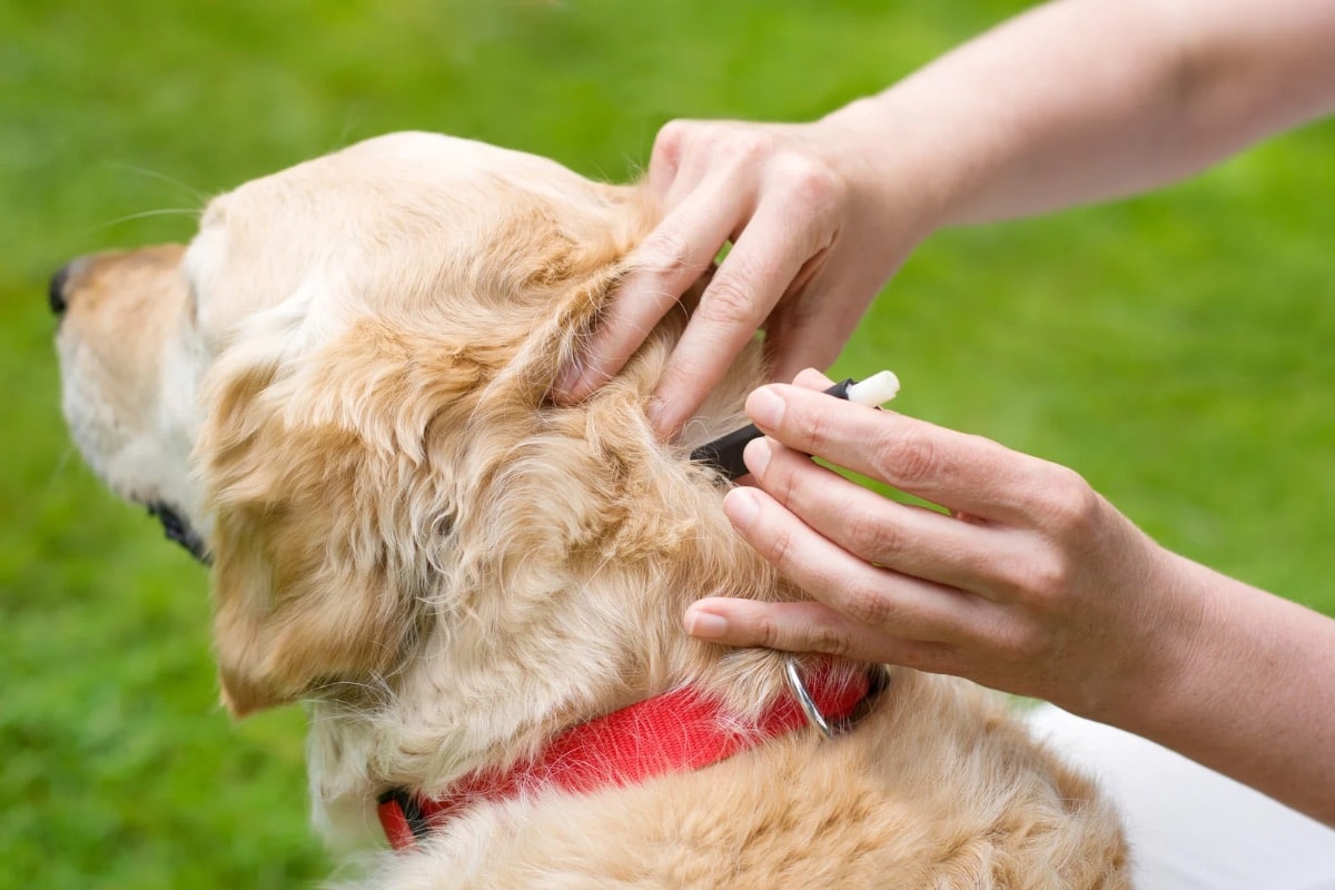 Comment correctement retirer une tique sur un chien?