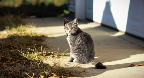 Les glandes anales chez le chat