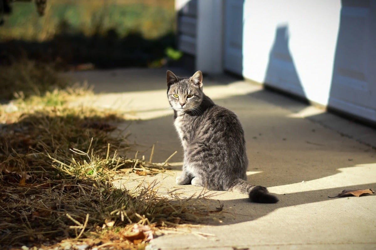 Les glandes anales chez le chat