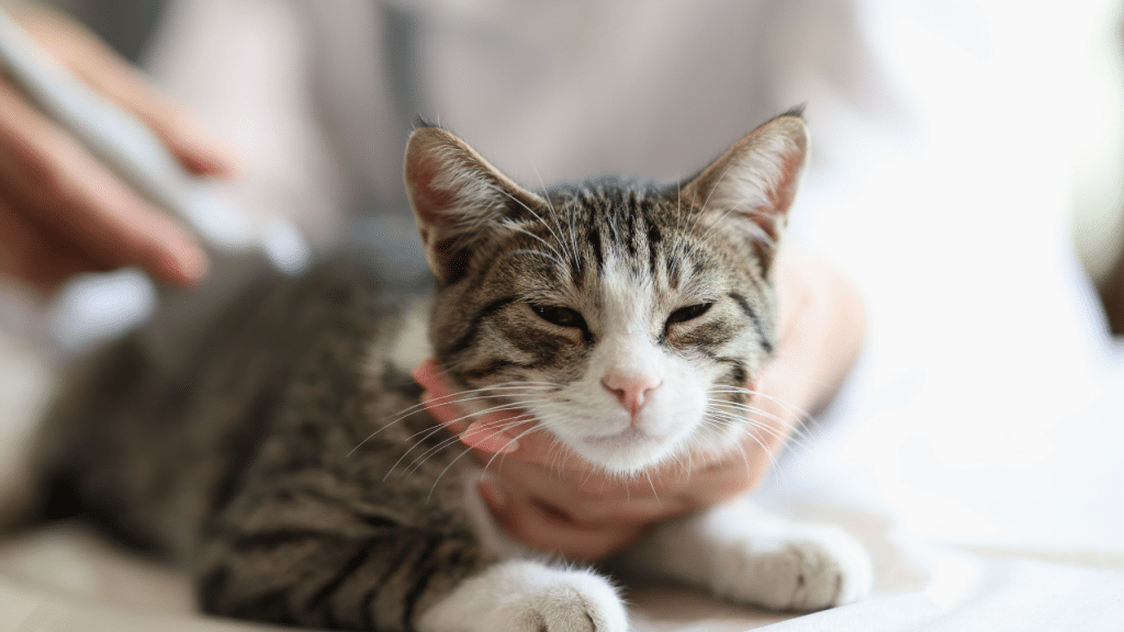 Le diagnostic de l’insuffisance rénale chez le chat