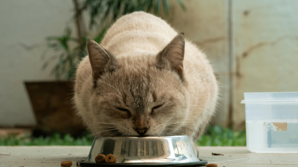 Traitement insuffisance rénale chat alimentation