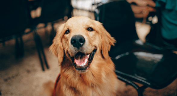chien-detecte-maladie-parkinston