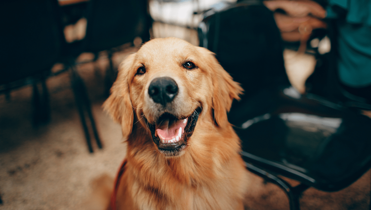 chien-detecte-maladie-parkinston