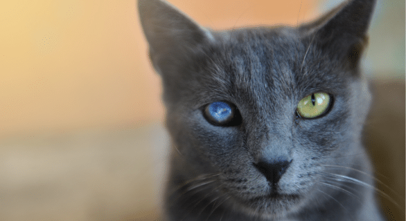 chat-aveugle