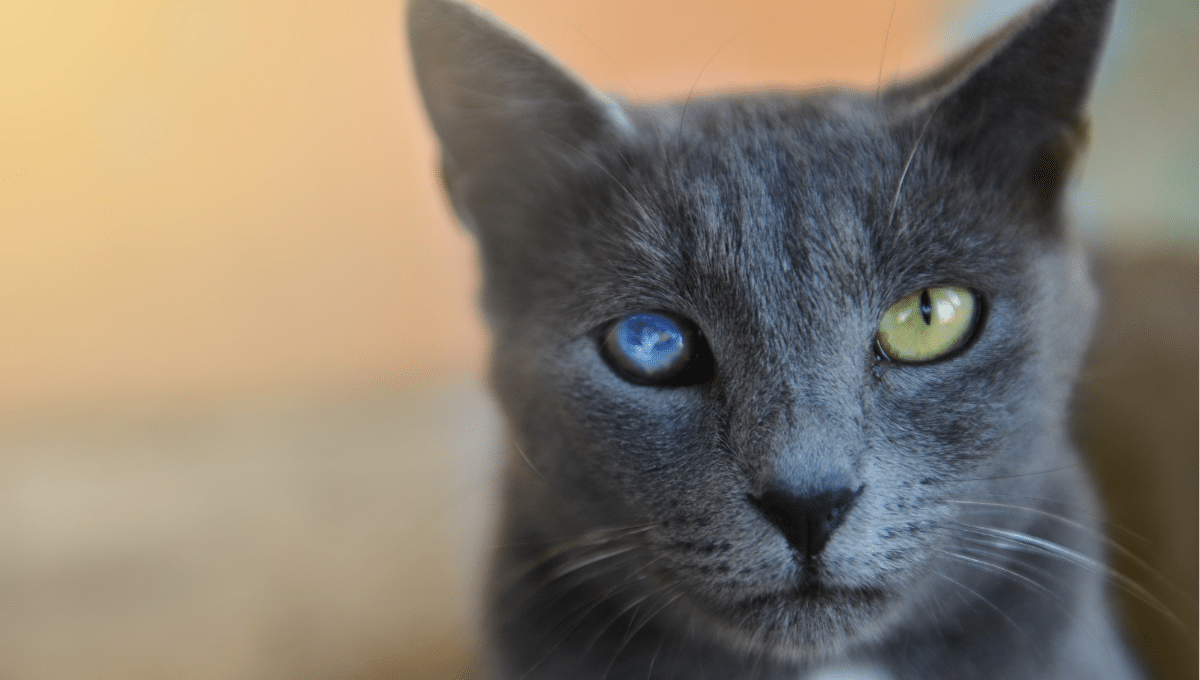 chat-aveugle