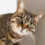 chat-asthme
