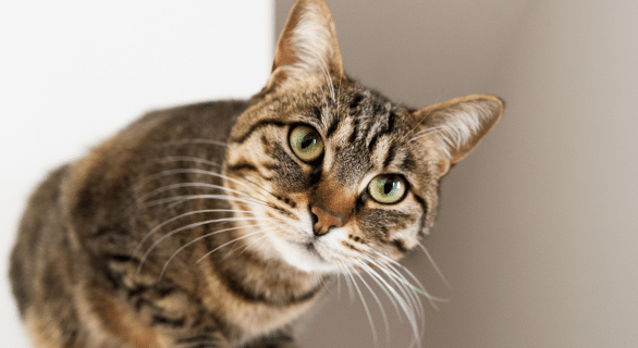 chat-asthme