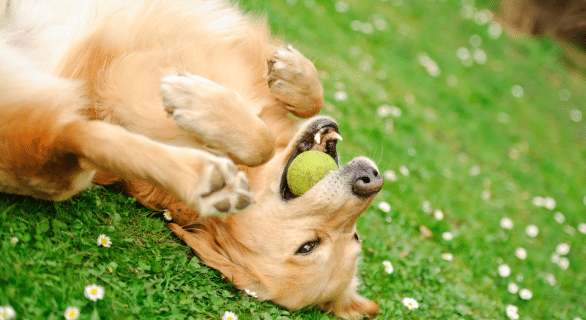 stimuler-son-chien