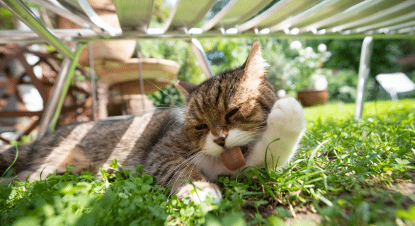 climatisation-chat