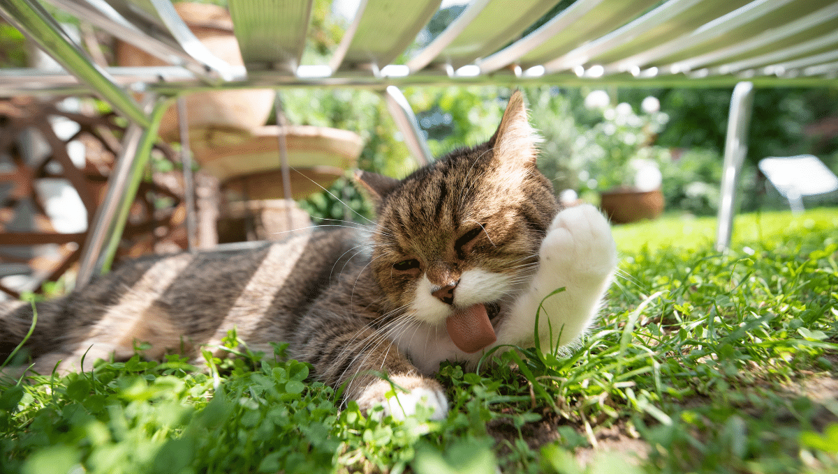 climatisation-chat