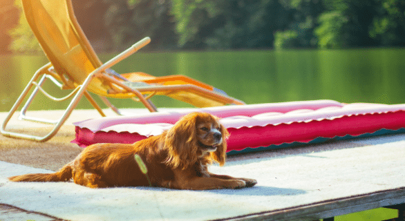 faire-garder-son-chien-ou-chat-pendant-les-vacances