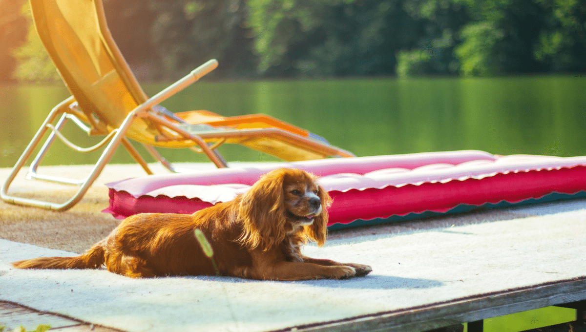 faire-garder-son-chien-ou-chat-pendant-les-vacances