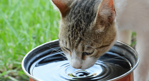 rafraichir-son-chat-cet-été