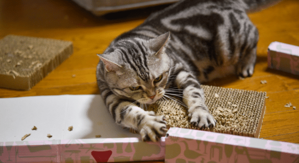 chat-qui-detruit-tout