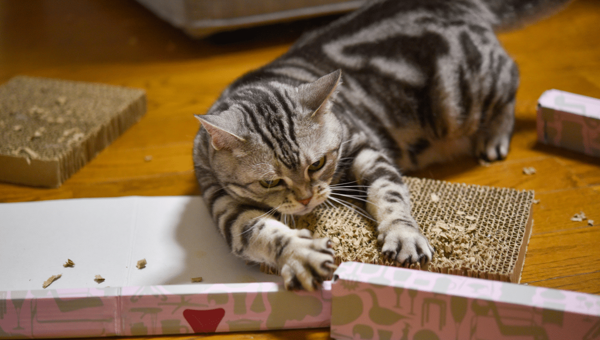 chat-qui-detruit-tout