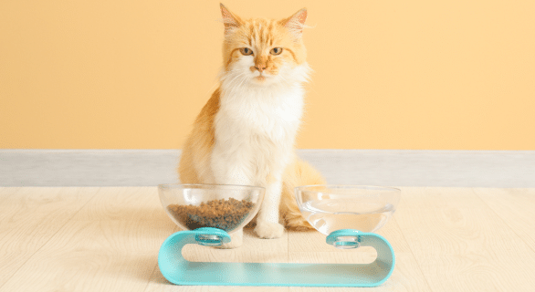 hydratation-chien-chat