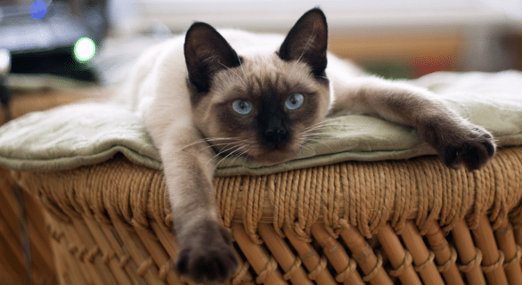 durée-de-vie-chat