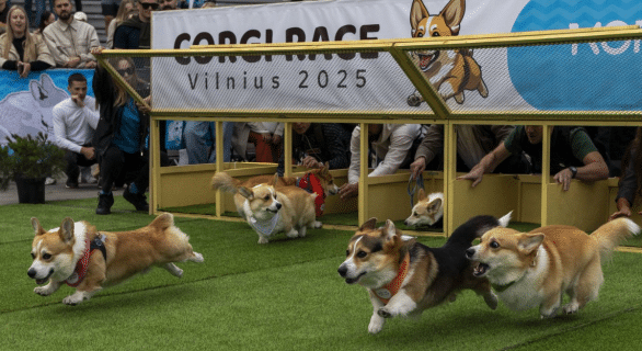 concours-corgi-Vilnius
