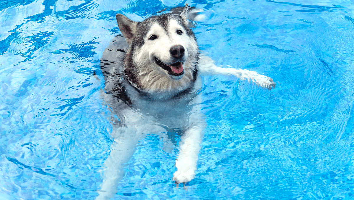 evenement-annulé-janzé