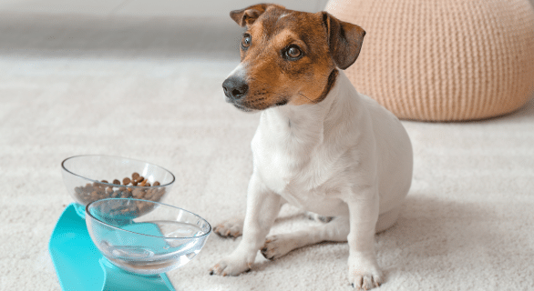 8-raisons-qui-expliquent-la-perte-d'appetit-de-votre-chien