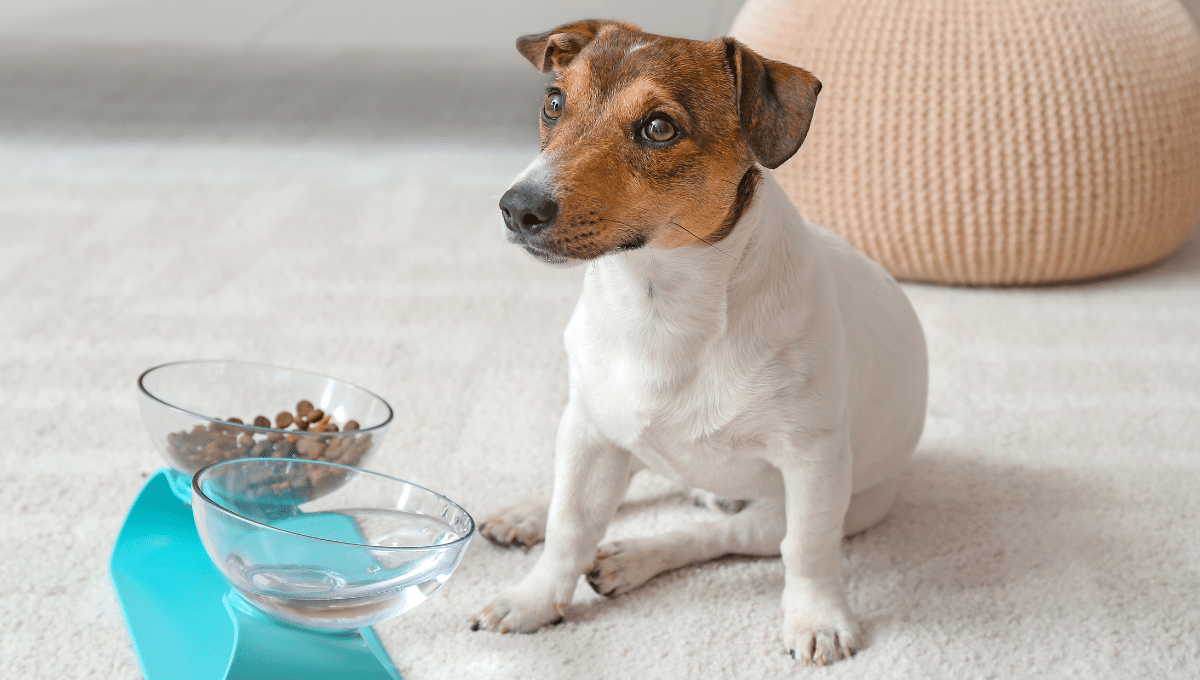 8-raisons-qui-expliquent-la-perte-d'appetit-de-votre-chien