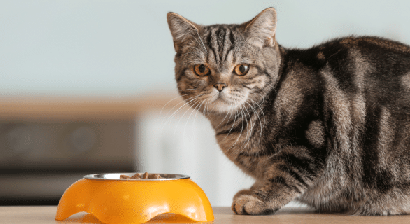 alimentation-humide-chat-bienfaits