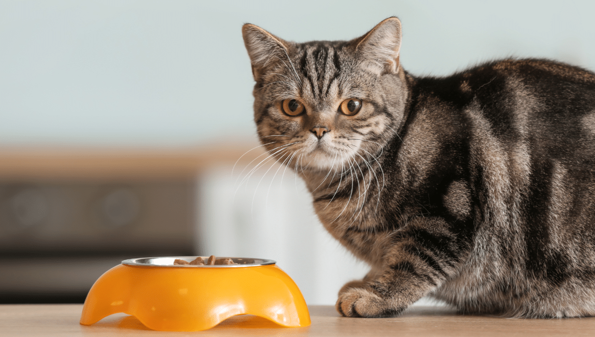 alimentation-humide-chat-bienfaits