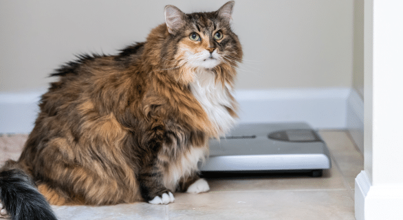 poids-ideal-chat